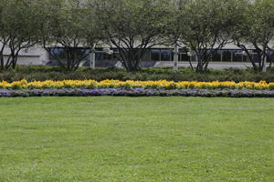 Canada, day, diffuse, diffused light, eye level view, flowering, grass, Ontario, Ottawa, park, summer