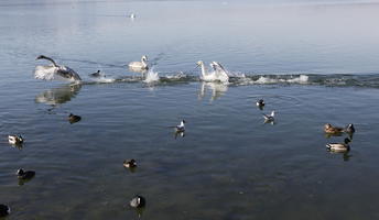 bird, day, ducks, eye level view, lake, Rapperswil, Sankt Gallen, sunny, swan, Switzerland, winter