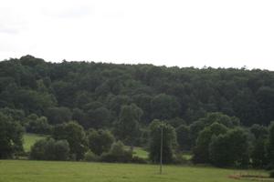 Bourgogne, day, Dijon, eye level view, France, grass, natural light, tree, woodland