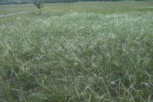 Croatia, day, diffuse, diffused light, eye level view, grass, grassland, natural light, spring