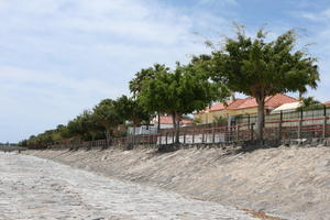 Canarias, day, eye level view, Las Palmas de Gran Canaria, riverbed, Spain, sunny, tree, vegetation