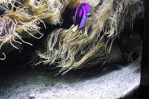 aquarium, artificial lighting, close-up, fish, Monaco, Monte Carlo, Monte-Carlo, museum, seaweed