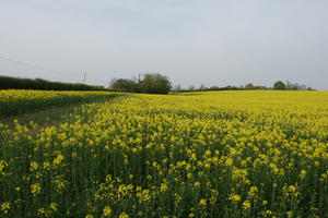 ambient light, Brassica napus, day, England, eye level view, field, flower, flower field, open space, rapeseed, spring, The United Kingdom, vegetation