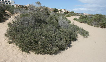 Canarias, day, direct sunlight, dunes, eye level view, Las Palmas, shrub, Spain, spring, sunny