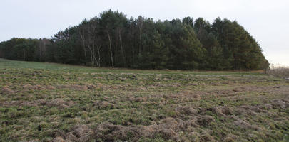 afternoon, day, diffuse, diffused light, eye level view, field, Kopanica, Poland, treeline, Wielkopolskie, winter