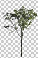 broad-leaf tree, broad-leaved tree, cutout, cutout trees, day, diffuse, diffused light, eye level view, summer, young