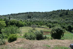 bush, Croatia, Croatia, day, elevated, field, sunny, tree, vegetation