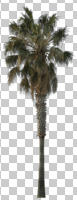 cutout, cutout plants, cutout trees, day, direct sunlight, evergreen, eye level view, Mexican fan palm, Mexican washingtonia, natural light, palm, sunny, tree, Washingtonia robusta, winter