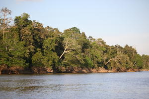 bright, Brunei, day, eye level view, forest, river, summer, sunny, tropical