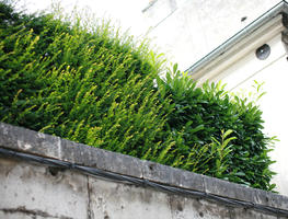 Amiens, below, bush, day, France, overcast, Picardie, plant