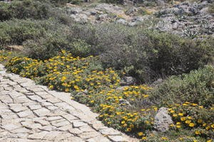 close-up, day, eye level view, Faro, Faro, flower, flower field, greenery, open space, path, Portugal, shrub, summer, sunlight, sunny, vegetation