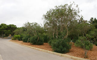 autumn, broad-leaf tree, broad-leaved tree, bush, day, diffuse, diffused light, eye level view, Malta, overcast, park, road, shrub