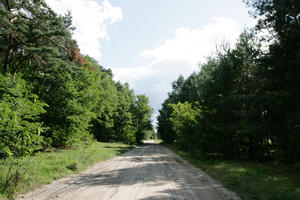 autumn, broad-leaf tree, broad-leaved tree, day, eye level view, forest, Kopanica, Poland, road, sunny, treeline, Wielkopolskie