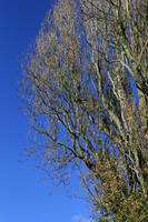 below, day, England, London, natural light, park, sunny, The United Kingdom, tree