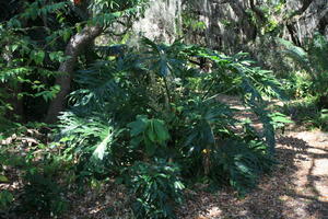 day, eye level view, Florida, Miami, natural light, palm, park, sunny, The United States, tropical, vegetation, winter