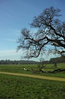 day, England, eye level view, grass, London, park, sunny, The United Kingdom, tree