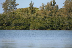 day, eye level view, Florida, mangrove, Miami, natural light, river, sunny, The United States, tree, tropical, vegetation, winter