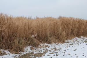 day, eye level view, France, natural light, overcast, reed, snow, winter