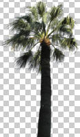 cutout, cutout trees, day, eye level view, palm, sunny, Washingtonia robusta