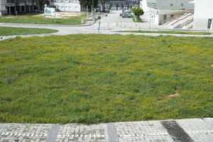 Croatia, day, elevated, field, flower field, garden, grass, long grass, spring, sunny, vegetation, Zadar, Zadarska