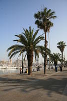 Barcelona, Cataluña, day, dusk, eye level view, marina, palm, path, Spain, tropical, vegetation