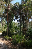 day, eye level view, Florida, Miami, natural light, palm, park, plant, sunny, The United States, tree, tropical, vegetation, winter