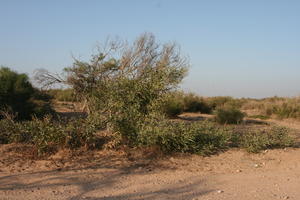 autumn, bush, day, desert, direct sunlight, Essaouira, eye level view, Morocco, natural light, sunlight, sunny, sunshine, vegetation