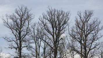 below, day, deciduous, Italia , Lucca, spring, sunny, Toscana, tree