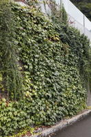 autumn, day, diffuse, diffused light, eye level view, green wall, natural light, overcast, Switzerland