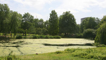 broad-leaf tree, broad-leaved tree, day, England, eye level view, lake, London, park, summer, sunny, The United Kingdom, tree, weeping willow