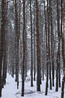 eye level view, forest, overcast, Poland, snow, tree, trunk, Wielkopolskie, winter, Wolsztyn