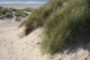 beach, Belgium, day, dunes, eye level view, grass, summer, sunny