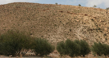 Agadir, day, desert, diffuse, diffused light, eye level view, Morocco, shrub