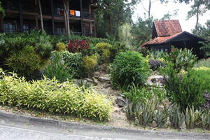 ambient light, day, eye level view, garden, Kedah, Malaysia, overcast, plant, tropical