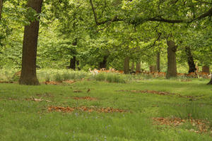 day, deer, diffuse, diffused light, England, eye level view, grass, London, natural light, park, spring, The United Kingdom, woodland