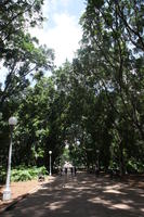 Australia, day, eye level view, lamppost, New South Wales, park, path, summer, sunny, Sydney, tree, vegetation