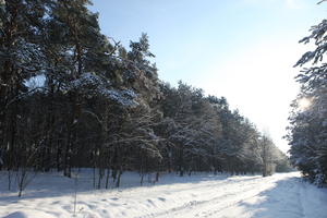 afternoon, bright, coniferous, day, eye level view, Poland, road, snow, sunny, tree, Wielkopolskie, winter, woodland