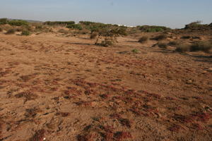 autumn, bush, day, desert, direct sunlight, Essaouira, eye level view, Morocco, natural light, sunlight, sunny, sunshine, vegetation