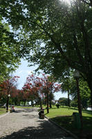 alley, broad-leaf tree, broad-leaved tree, day, eye level view, park, Porto, Porto, Portugal, spring, sunny