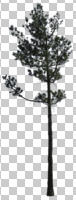 coniferous, cutout, cutout trees, day, diffuse, diffused light, evergreen, eye level view, spring