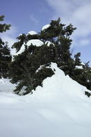 below, coniferous, day, diffuse, diffused light, evergreen, France, Greolieres, Provence Alpes Cote D