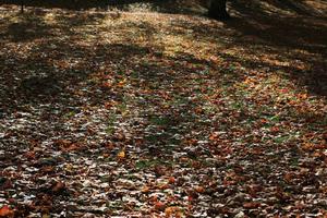 afternoon, autumn, day, England, eye level view, leaf, London, sunny, The United Kingdom