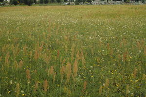 day, diffuse, diffused light, eye level view, flower field, grass, grassland, natural light, Poland, summer, Wielkopolskie