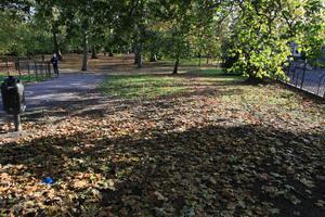 afternoon, autumn, Battersea park, day, England, eye level view, leaf, London, park, sunny, The United Kingdom, tree