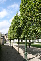 Belgium, Brussels, day, eye level view, natural light, park, summer, tree, vegetation