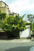 day, England, eye level view, ivy, London, overcast, plant, spring, street, The United Kingdom, urban, vegetation, walkway