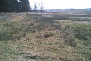 ambient light, countryside, day, eye level view, grass, marsh, overcast, Poland, Wielkopolskie, winter, Wolsztyn