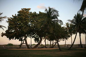 dusk, eye level view, Florida, Miami, palm, park, The United States, tree, vegetation, winter