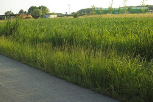 afternoon, crop, day, eye level view, field, Italia , summer, sunny