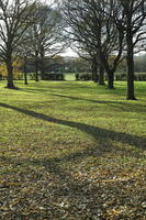 autumn, broad-leaf tree, broad-leaved tree, day, deciduous, England, eye level view, grass, leaves, London, park, sunny, The United Kingdom, tree